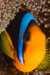 Clownfish in Palau, taken with 105 and Nikon d-70 by Tom Meyer 